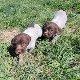 Wirehaired Pointing Griffons from Townsend puppies