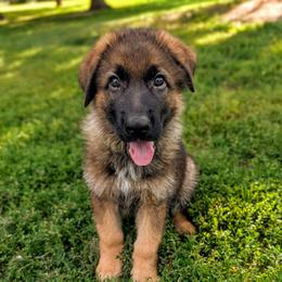 Jack Vom Legacy - Sable male German Shepherd puppy in Kingsley, Michigan from Legacy German Shepherds
