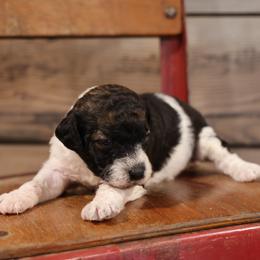 Barkley - Black male Whoodle puppy in West Bend, Iowa from Blue Skies Terriers