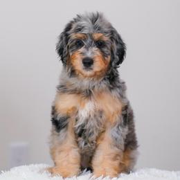 Cheetah - Blue merle male Bernedoodle puppy in Dundee, Ohio from Down Home Doodle