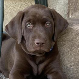 Labrador Retriever Puppies from Rocky Mountain Dogs - Utah