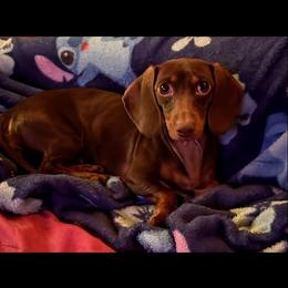 Izzy - Dachshund