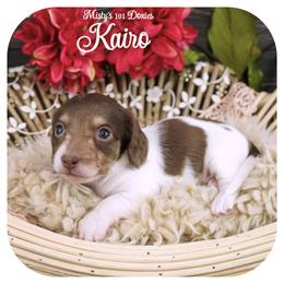 KAIRO - AKC Registered - Chocolate and tan male Dachshund puppy in Graceville, Florida from Misty's 101 Doxies