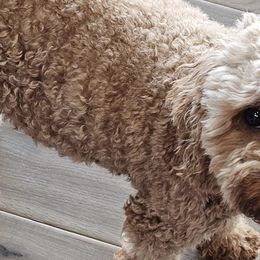 Goldendoodles from McCall Mini Doodles