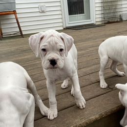 Boxer Puppies from Nancy Baeten