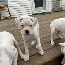 Boxer Puppies from Nancy Baeten