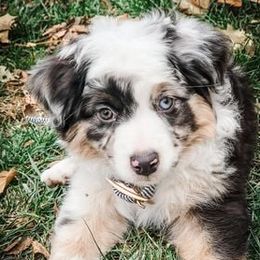 Miniature American Shepherds from Husker Heart Kennel