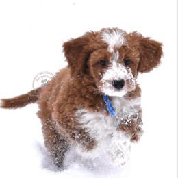 Blue boy - Red male Bernedoodle puppy in Waukesha, Wisconsin from Bernedoodle Boutique (and Cavapoos)