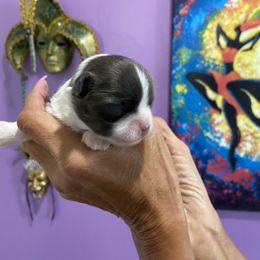 Chihuahua Puppies from King Chihuahuas