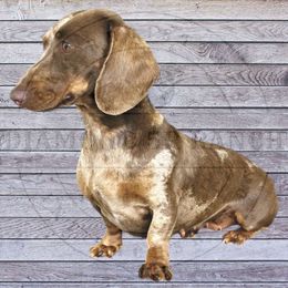 Sally - Dachshund
