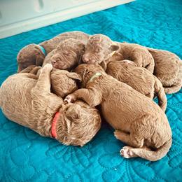 Blue Collar Boy - Liver male Bedlington Terrier puppy in Leesburg, Virginia from LAMZ Bedlington Terriers
