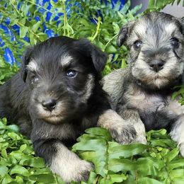 Miniature Schnauzers from Lake Erie Schnauzers