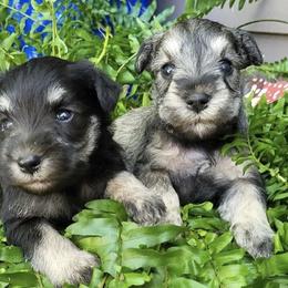 Miniature Schnauzers from Lake Erie Schnauzers