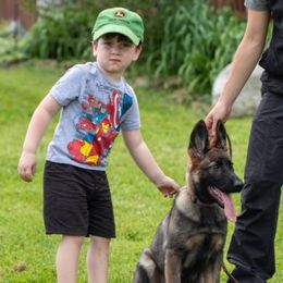 German Shepherd Puppies from Von Lindesfarne