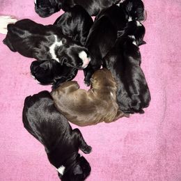 Boston Terrier Puppies from Lake Forest Bostons
