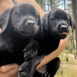 Labrador Retriever and Pembroke Welsh Corgi Puppies from Burress Family Farm and Kennels