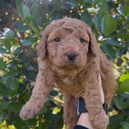 Marmee - Red  female Goldendoodle puppy in Cocoa, Florida from The Coastal Homestead