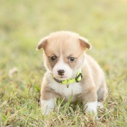 Yellow collar female- Pauline - Red female Pembroke Welsh Corgi puppy in Waverly Hall, Georgia from 6g Ranch Corgis