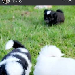 Shih Tzu Puppies from Keepin' it X-tra Shih-Tzu
