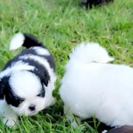 Shih Tzu Puppies from Keepin' it X-tra Shih-Tzu