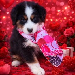 Juliet - Black tri-color female Australian Shepherd puppy in Harrah, Oklahoma from Kamm's Aussies