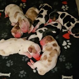 AKC BLENHEIM - Blenheim male Cavalier King Charles Spaniel puppy in Joplin, Missouri, Missouri from HOL-A-DA CAVALIERS