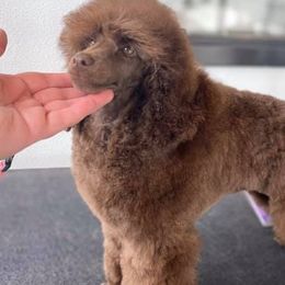 Chihuahuas and Poodles from Acina