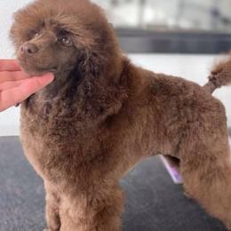 Chihuahuas and Poodles from Acina