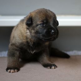 German Shepherd Puppies from Vom Anfang German Shepherds