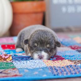 Aspen - Blue male Pembroke Welsh Corgi puppy in Bedford, Indiana from Sunny Acres Corgis