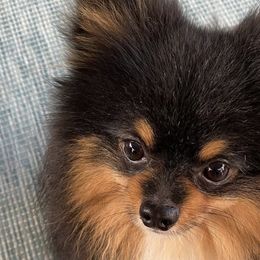 Pomeranians from Robin's Pomeranians