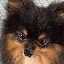 Pomeranians from Robin's Pomeranians