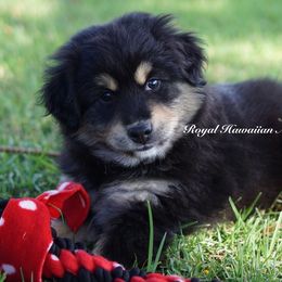Poseidon ⚜️ - Miniature American Shepherd puppy from Royal Hawaiian Aussies LLC