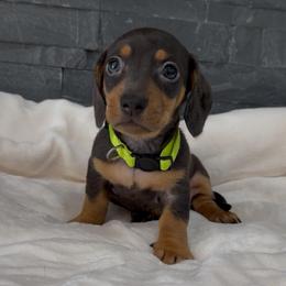 Stella - Blue and tan female Dachshund puppy in Goodyear, Arizona from AZ Royal Doxies llc