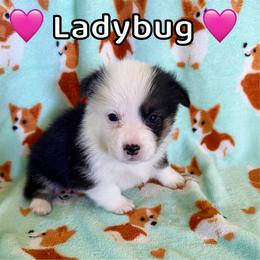 Ladybug - Black and tan female Pembroke Welsh Corgi puppy in Corning, California from C.H. Pembroke Corgis