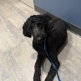 Opal - Black female Goldendoodle puppy in Houston, Texas from Golden Life Doodles