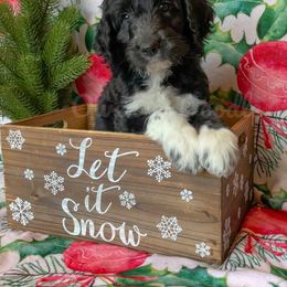 Goldendoodle Puppies from Owen-a-Doodle