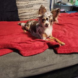 Harlow - Chihuahua
