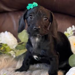 Willow (black and white female) - Black and white female Companion Cross puppy in Waldron, Arkansas from Kay’s Cutie Poos