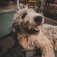 Mae - Saint Berdoodle