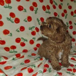 Jonah - Red male Cavapoo puppy in Copan, Oklahoma from Lebel Cavapoos