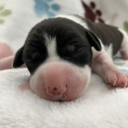 Tink - White and sable female Italian Greyhound puppy in West Plains, Missouri from Sycamore Ridge Puppies