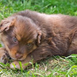Australian Shepherd Puppies from Dream E River Ranch