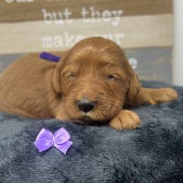 Aspen's Purple Female - Apricot female Goldendoodle puppy in Great Falls, Montana from Montana Goldendoodles