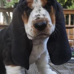 Basset Hounds from New England Bassets 100% European