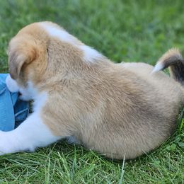 Pembroke Welsh Corgi Puppies from Enchanted Corgis
