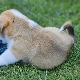 Pembroke Welsh Corgi Puppies from Enchanted Corgis
