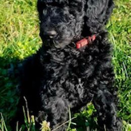 Goldendoodles and Labradoodles from Blessing Labradoodles, Goldendoodles, standard and mini’s