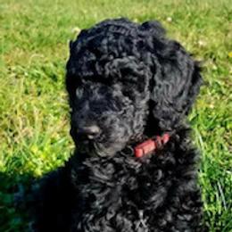 Goldendoodles and Labradoodles from Blessing Labradoodles, Goldendoodles, standard and mini’s