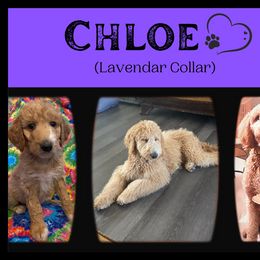 Goldendoodle All Grown Up from Nebraska Doodle Crew